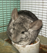 penny