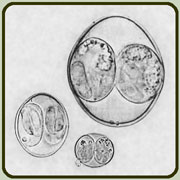 Coccidia Oocysts