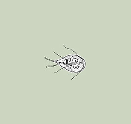 Drawing of Giardia, as seen under a microscope