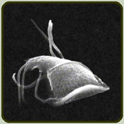 Giardia, as seen under an electron microscope