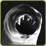 Hookworm, taken under an electron microscope