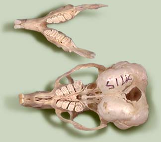 Chinchilla: Abcesses & Other Dental Problems